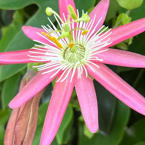 ❤️ LIKE to be notified when I go LIVE ❤️ - Picture 8 of 16